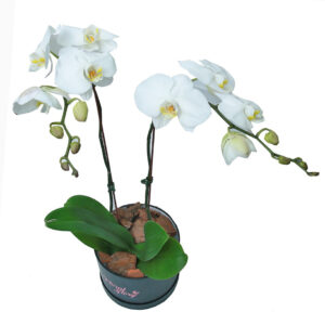 Double-Stamps-Orchid