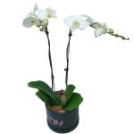 Double-Stamps-Orchid in round box