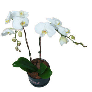 Double Stamps Orchid
