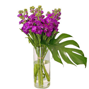 matthiola purple in vase : flowers in vase