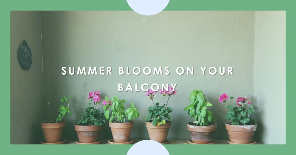 Best Flowers to Bloom on Your Summer Balcony