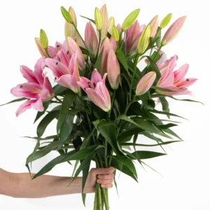lilly-pink-bunch