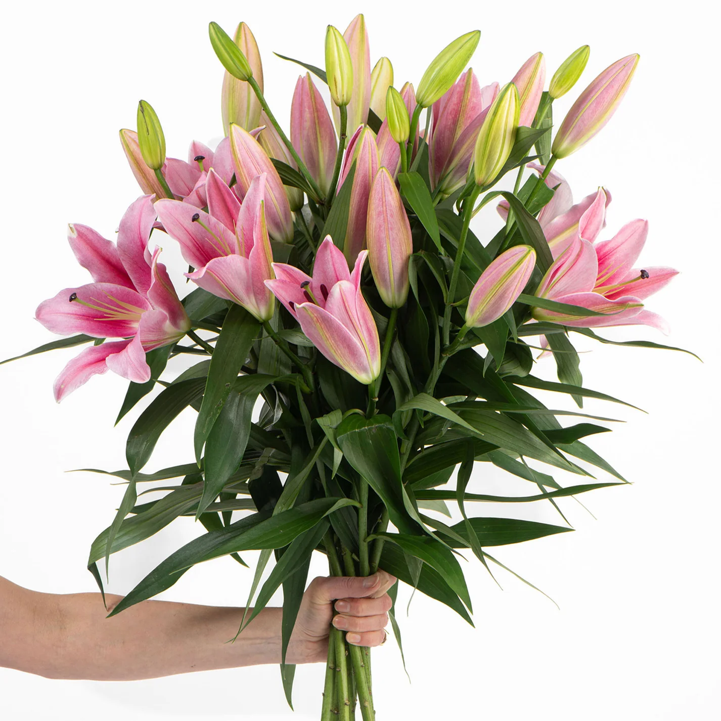 lilly-pink-bunch