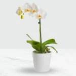 white-phalaenopsis-orchid-in-a-pot