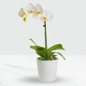 white-phalaenopsis-orchid-in-a-pot
